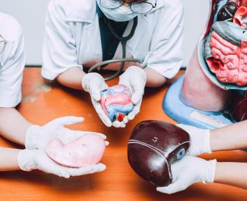 How Does Organ Transplantation in the UAE Work? Hospitals, Programs & Life-Saving Procedures